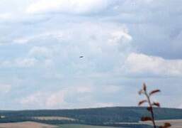 Eurasian Skylark