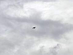 Eurasian Skylark