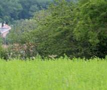 Eurasian Skylark