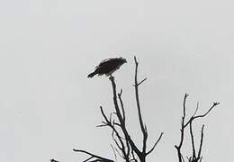 Balbuzard pêcheur