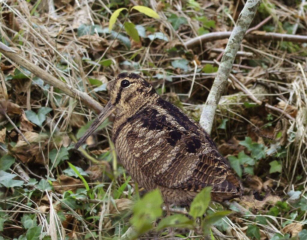 Bécasse des bois