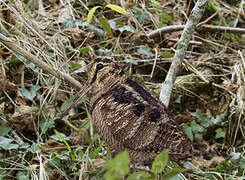 Eurasian Woodcock