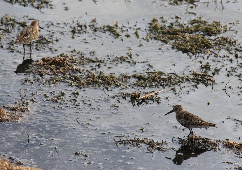 Bécasseau sanderling