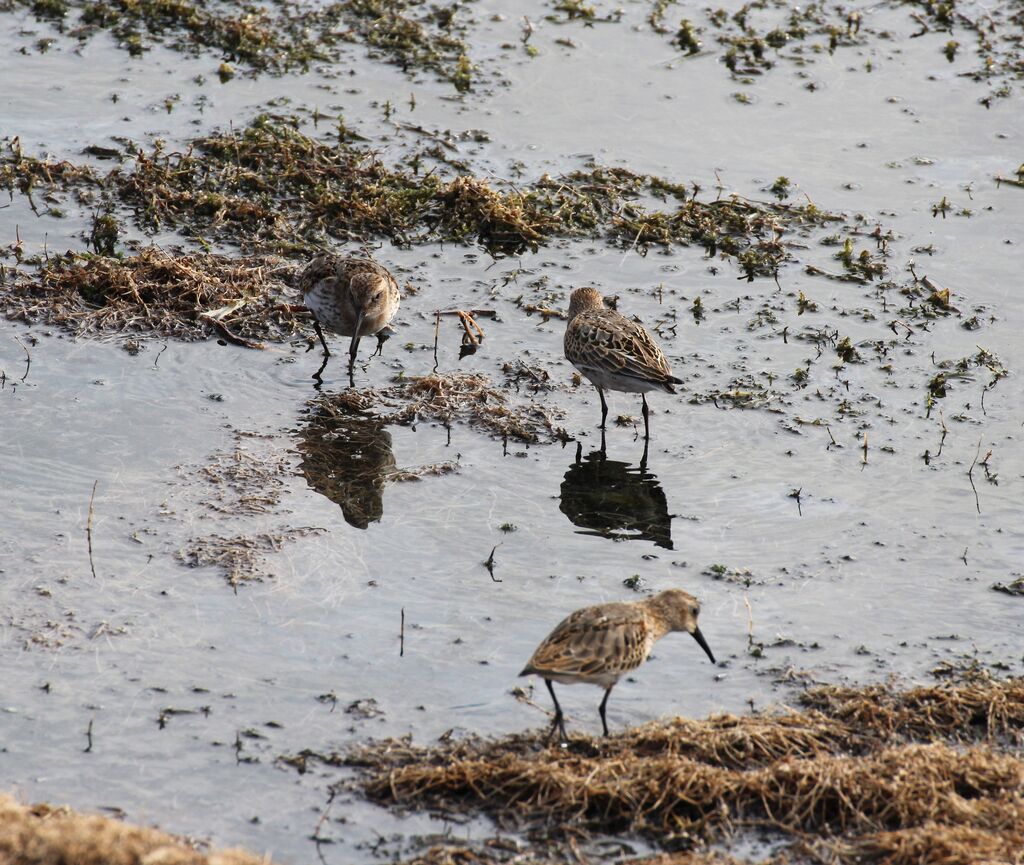 Sanderling