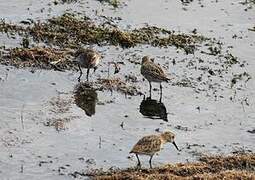 Bécasseau sanderling