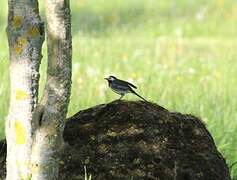 White Wagtail