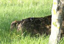 White Wagtail