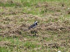 White Wagtail