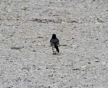 White Wagtail