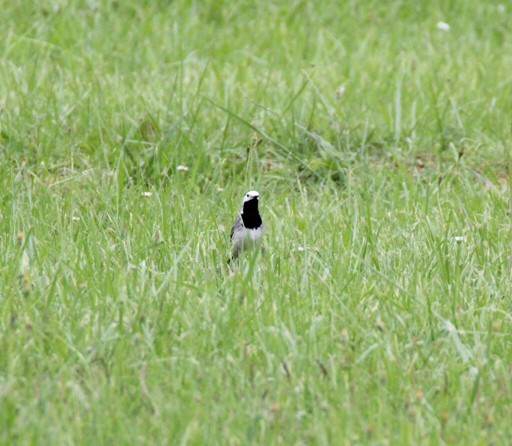 White Wagtail