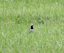 White Wagtail