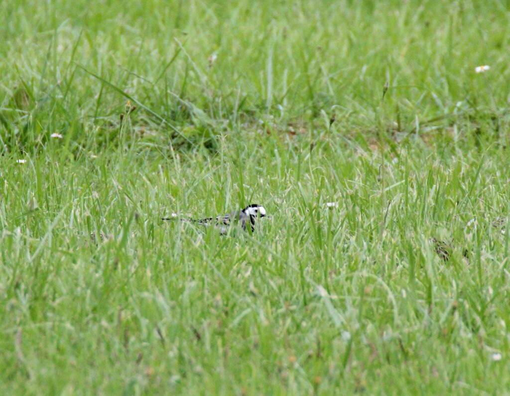 White Wagtail