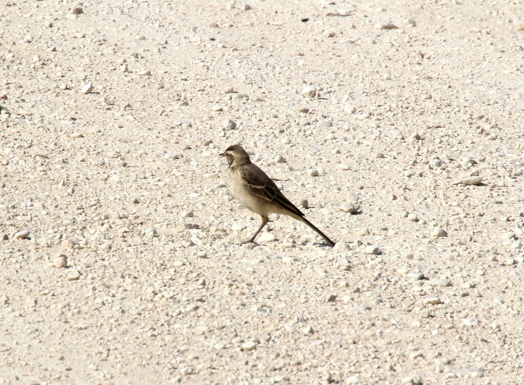 White Wagtail