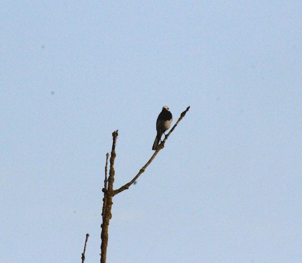 White Wagtail