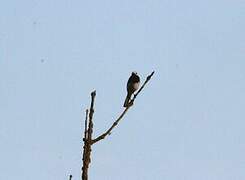 White Wagtail