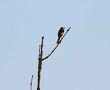 White Wagtail