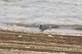 White Wagtail