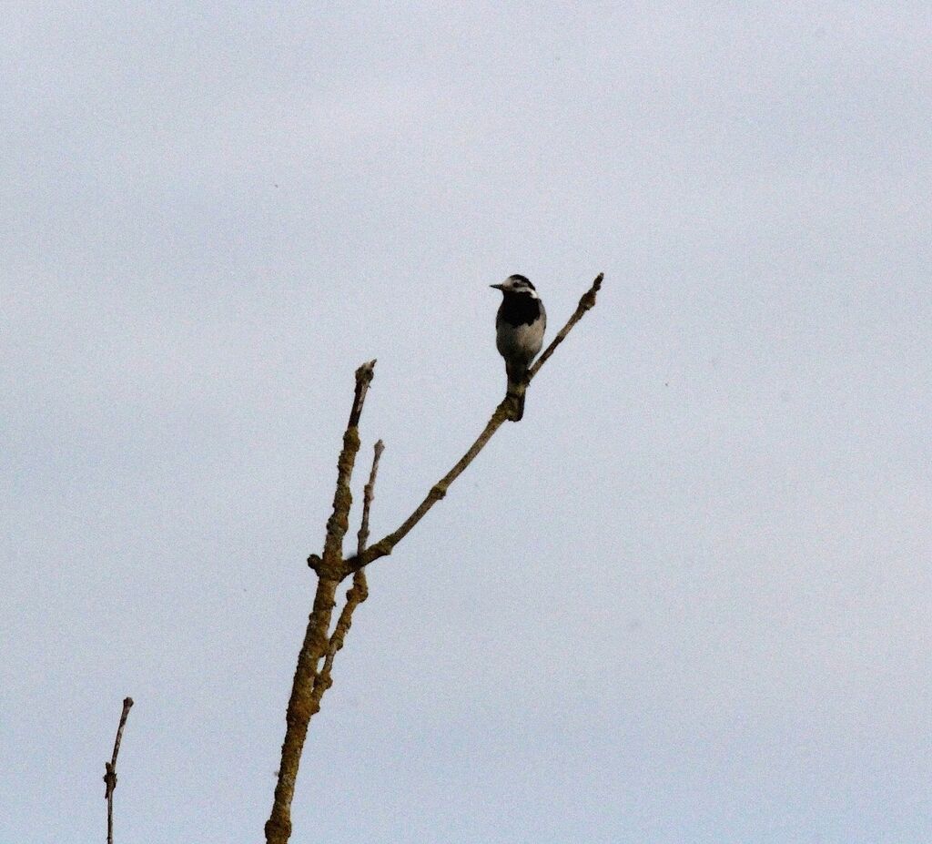 White Wagtail