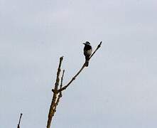 White Wagtail