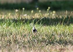 White Wagtail