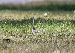 White Wagtail