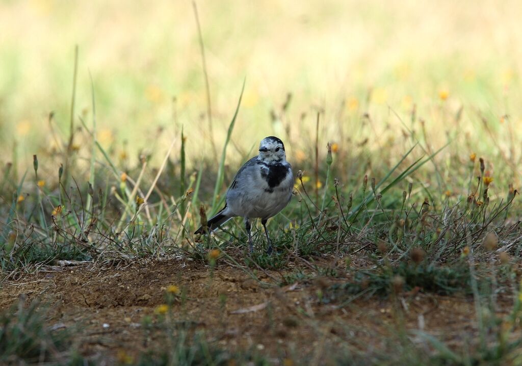 White Wagtail