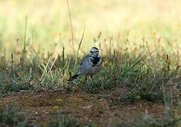 White Wagtail