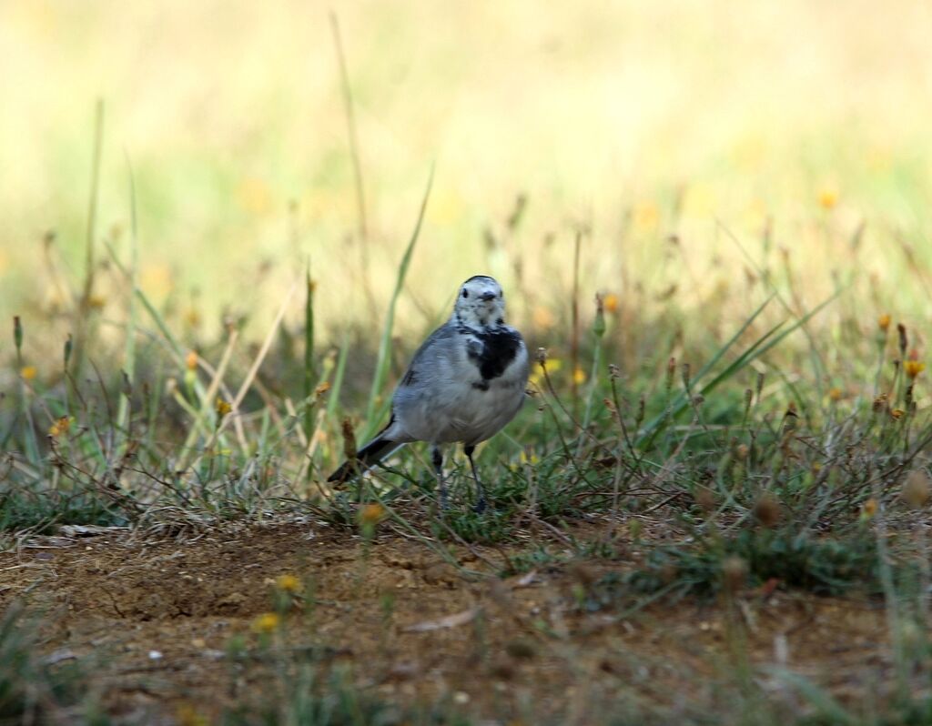 White Wagtail