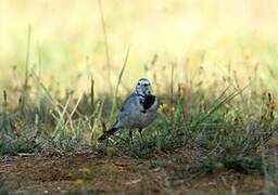 White Wagtail