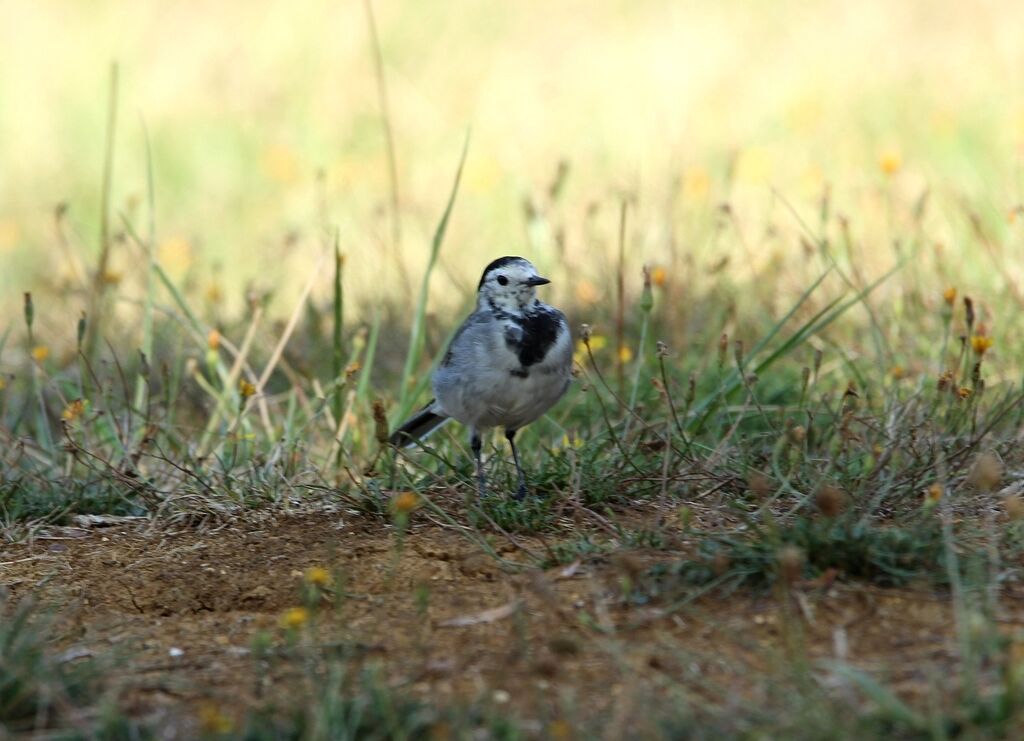 White Wagtail