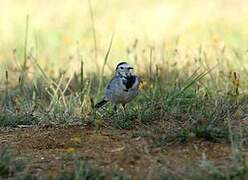 White Wagtail