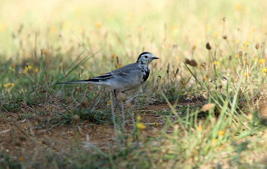 White Wagtail