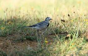 White Wagtail