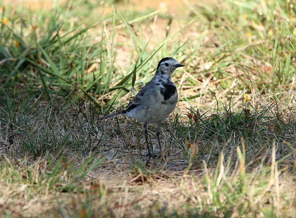 White Wagtail