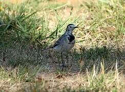 White Wagtail