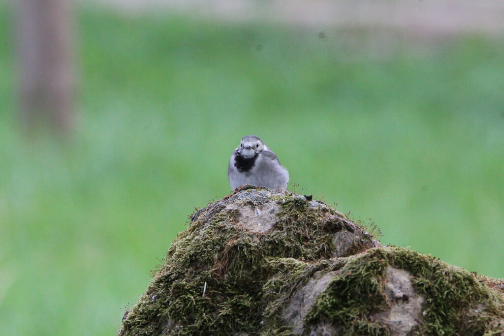 White Wagtail