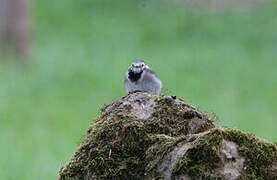 White Wagtail