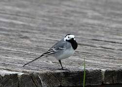 White Wagtail