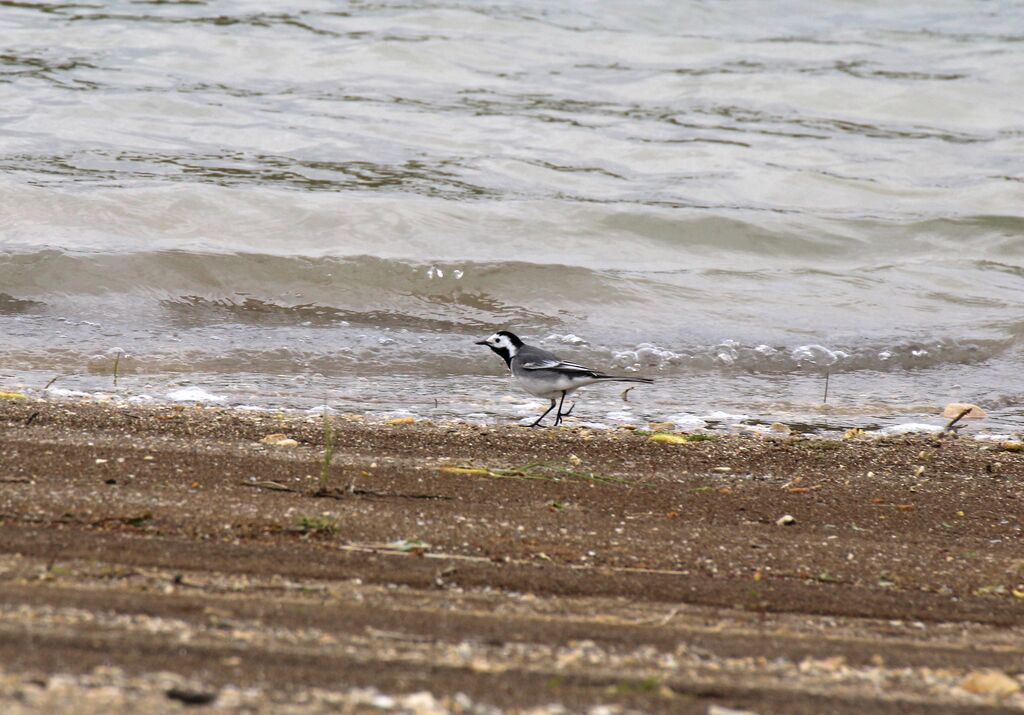 White Wagtail