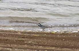 White Wagtail