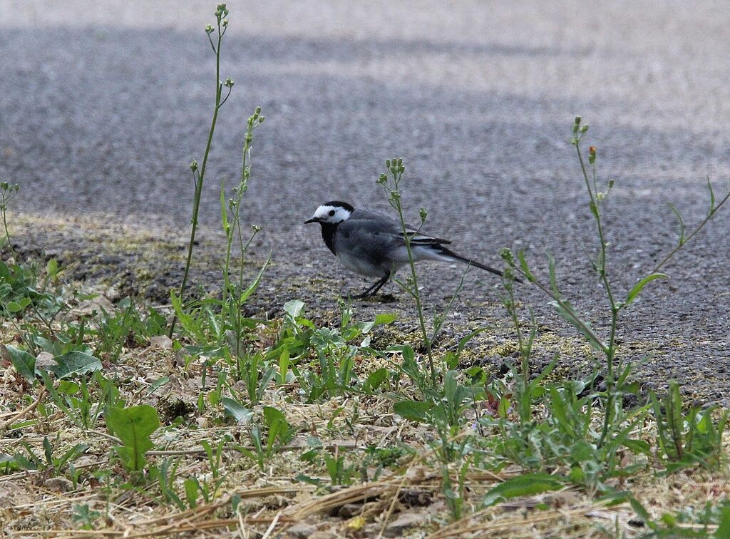 White Wagtail