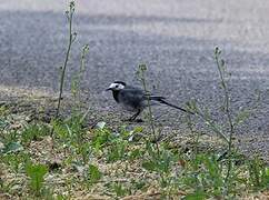 White Wagtail