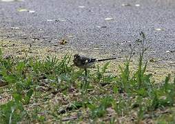 White Wagtail