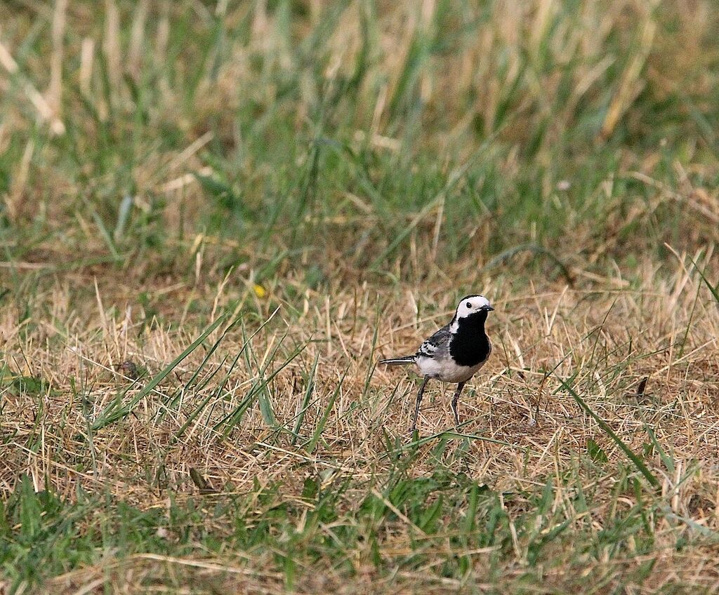 White Wagtail