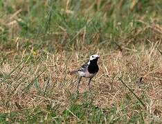 White Wagtail