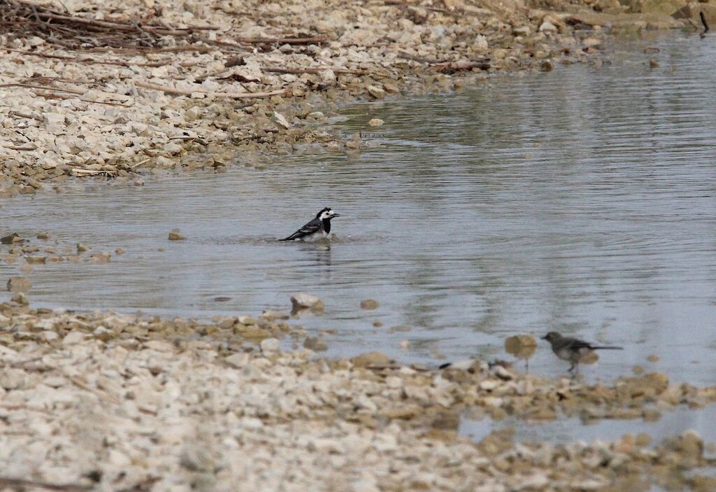 White Wagtail