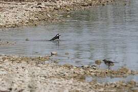 White Wagtail