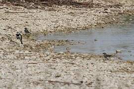 White Wagtail