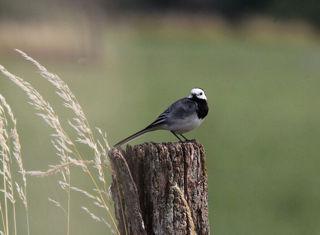 White Wagtail