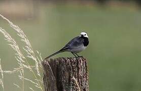 White Wagtail